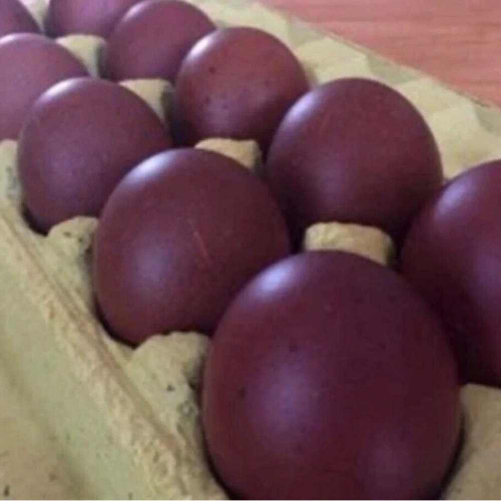 10++ Black Copper Maran freshly picked hatching eggs for your incubator